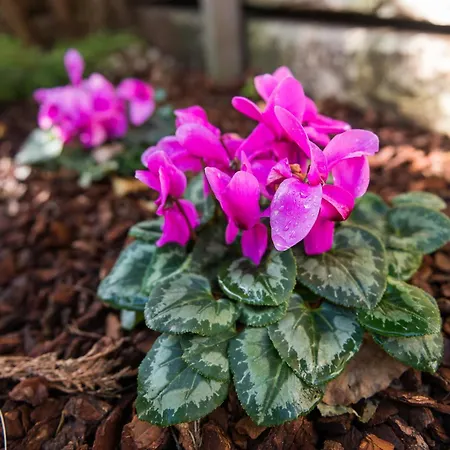 L'encis Triplex * Santiago Del Monte